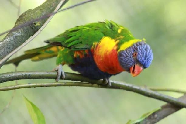 Kiedy jest dzień papugi? Poznaj datę i znaczenie tego święta Kiedy jest dzień papugi? Poznaj datę i znaczenie tego święta