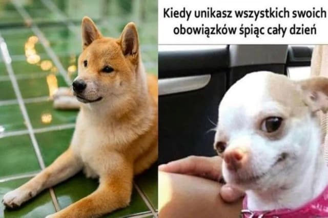 Najlepsze memy z uśmiechniętymi psami, które poprawią ci humor Najlepsze memy z uśmiechniętymi psami, które poprawią ci humor