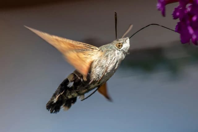 Czy kolibry żyją w Polsce? Odkryj zaskakującą prawdę o tych ptakach Czy kolibry żyją w Polsce? Odkryj zaskakującą prawdę o tych ptakach