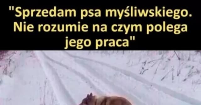 Sprzedam psa myśliwskiego mem – jak skutecznie sprzedać i bawić się Sprzedam psa myśliwskiego mem – jak skutecznie sprzedać i bawić się