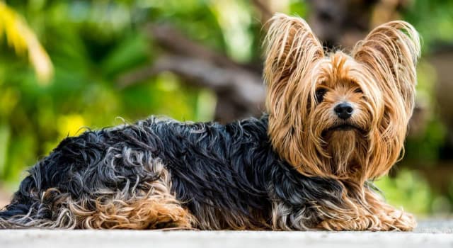 Śmieszne memy york terrier z Podlasia, które rozbawią każdego miłośnika psów Śmieszne memy york terrier z Podlasia, które rozbawią każdego miłośnika psów