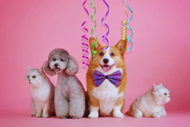 Kiedy jest światowy dzień psa i dlaczego warto go obchodzić Kiedy jest światowy dzień psa i dlaczego warto go obchodzić