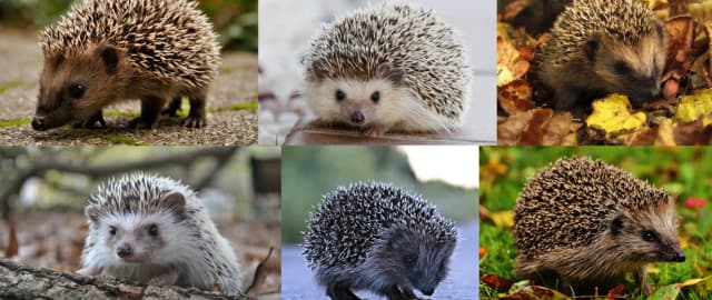 Kiedy jest dzień jeża? Odkryj, dlaczego warto go obchodzić! Kiedy jest dzień jeża? Odkryj, dlaczego warto go obchodzić!